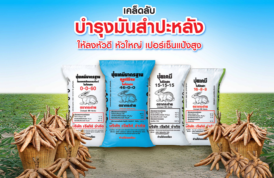 การใส่ปุ๋ยในมันสำปะหลัง ปุ๋ยตรากระต่าย