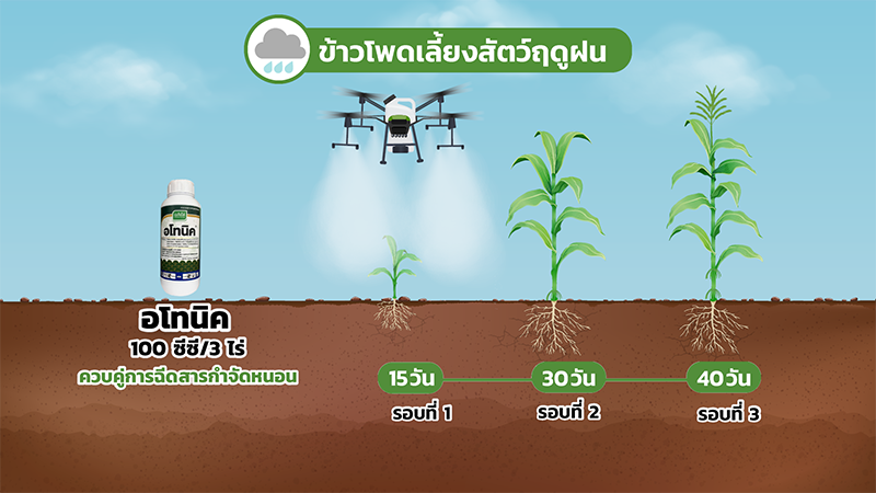 “ข้าวโพดเลี้ยงสัตว์” ปลูกง่าย แต่ปลูกให้ได้น้ำหนักดี ต้องรู