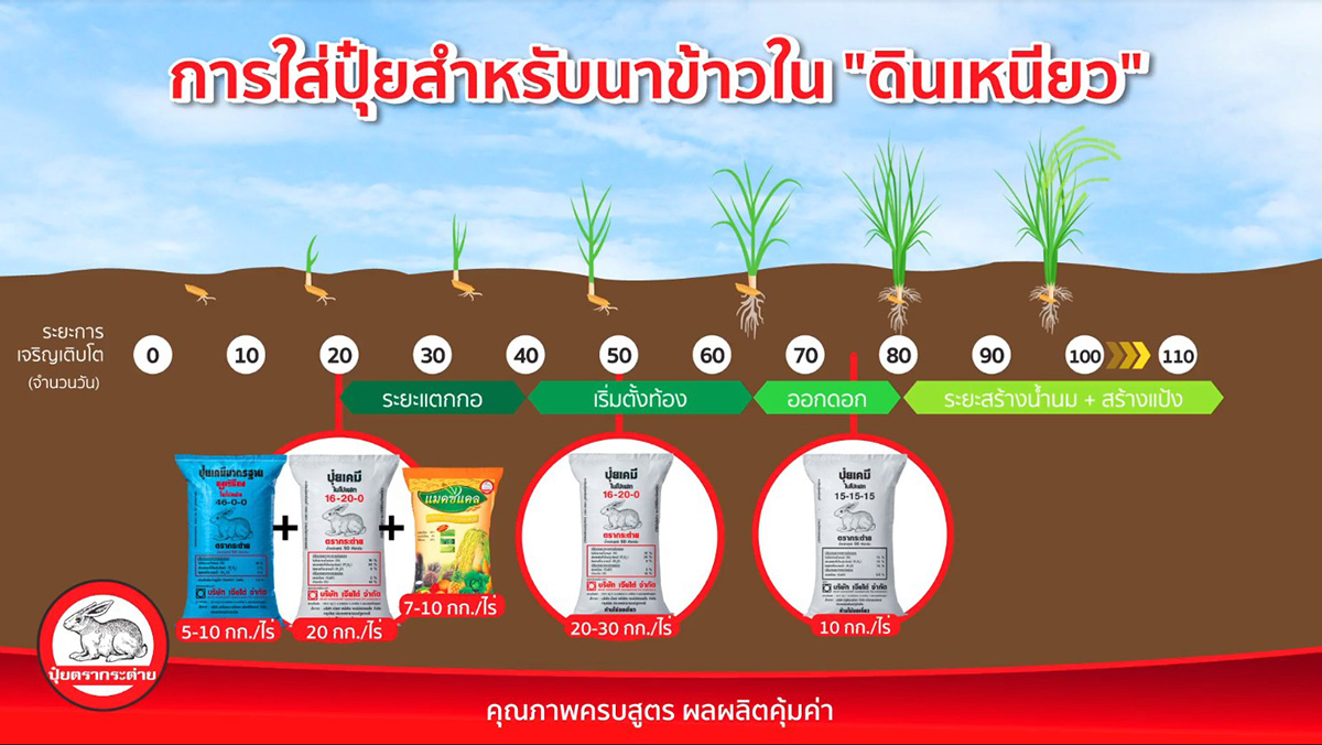 การใส่ปุ๋ยนาข้าว ดินเหนียว