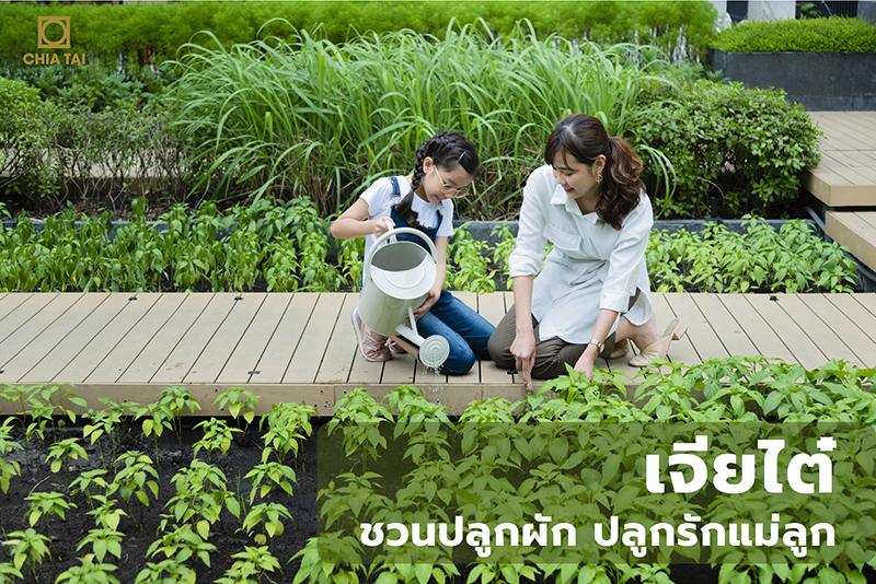 เจียไต๋ ชวนปลูกผัก ปลูกรักแม่ลูก