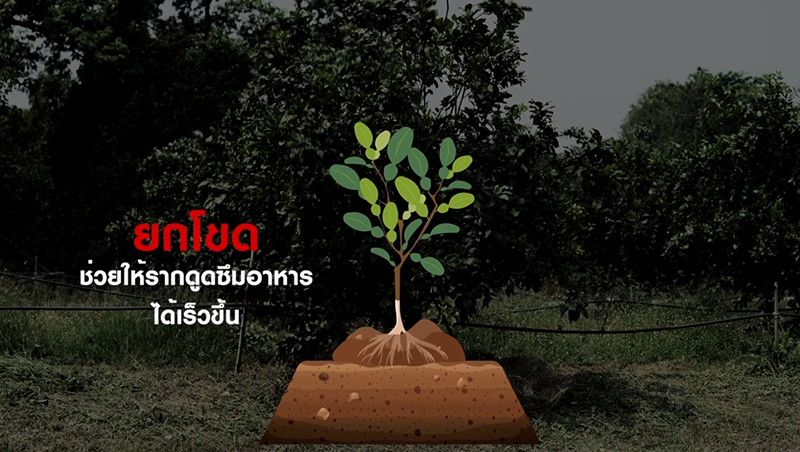 ยกโขด ส้มโอ